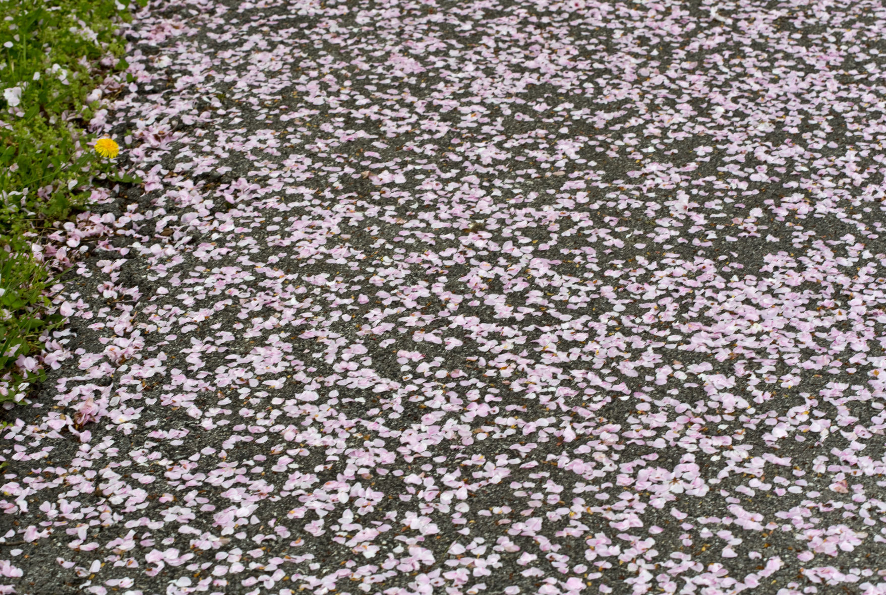 skd springfeatures 032420 p03